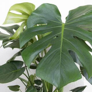 United Nursery Monstera Deliciosa Split-Leaf Philodendron Live Swiss Cheese Plant in 9.25 inch Grower Pot 21887