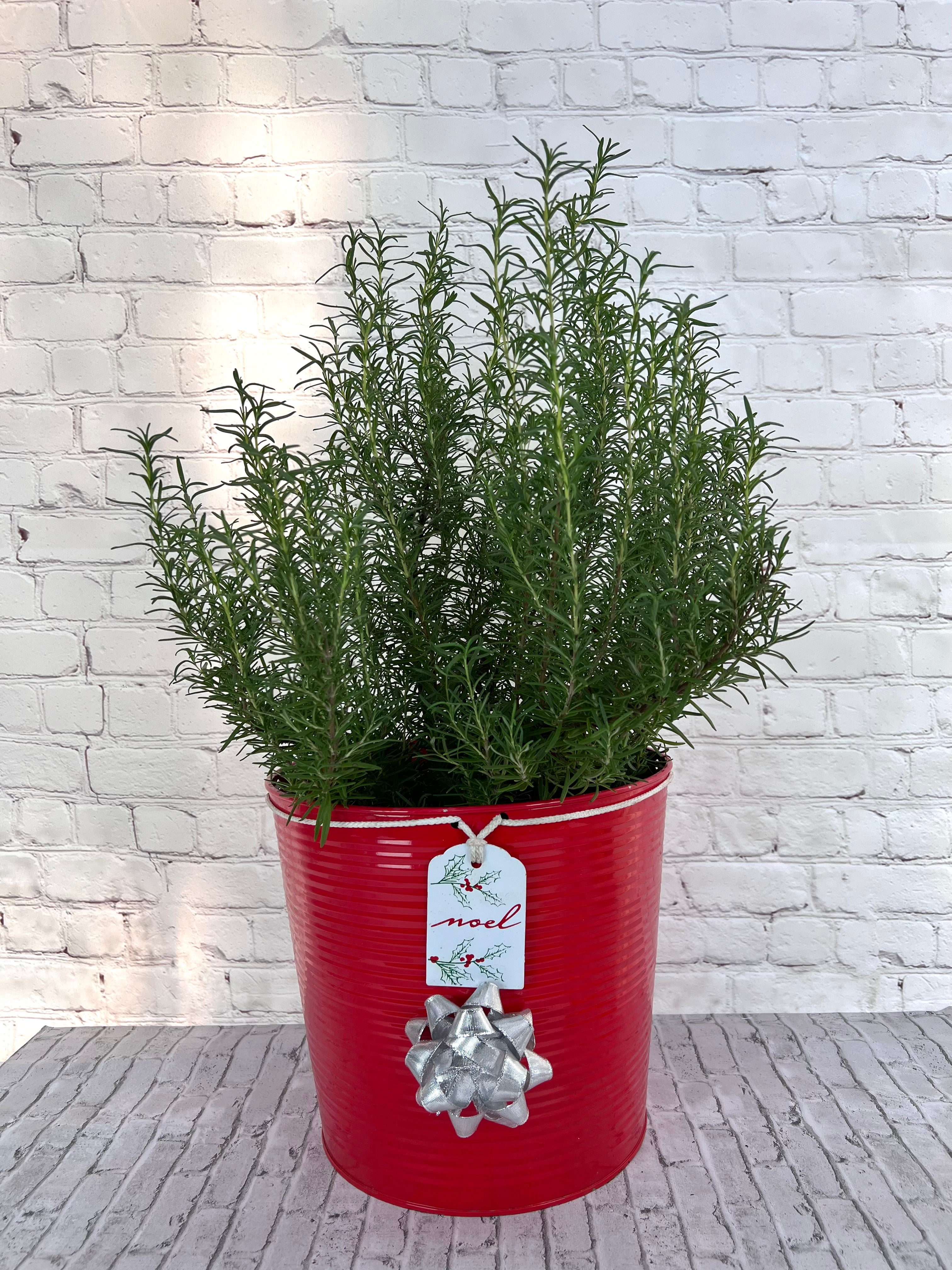 Gorgeous Rosemary Mini Christmas Tree-Live