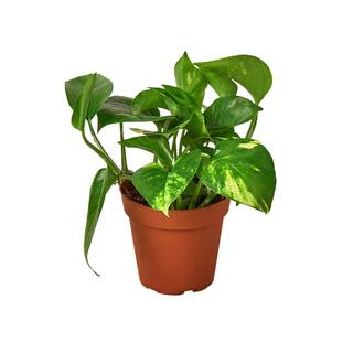 Pothos Golden Epipremnum Aureum Plant in 4 in. Grower Pot 4_POTHOS_GOLDEN