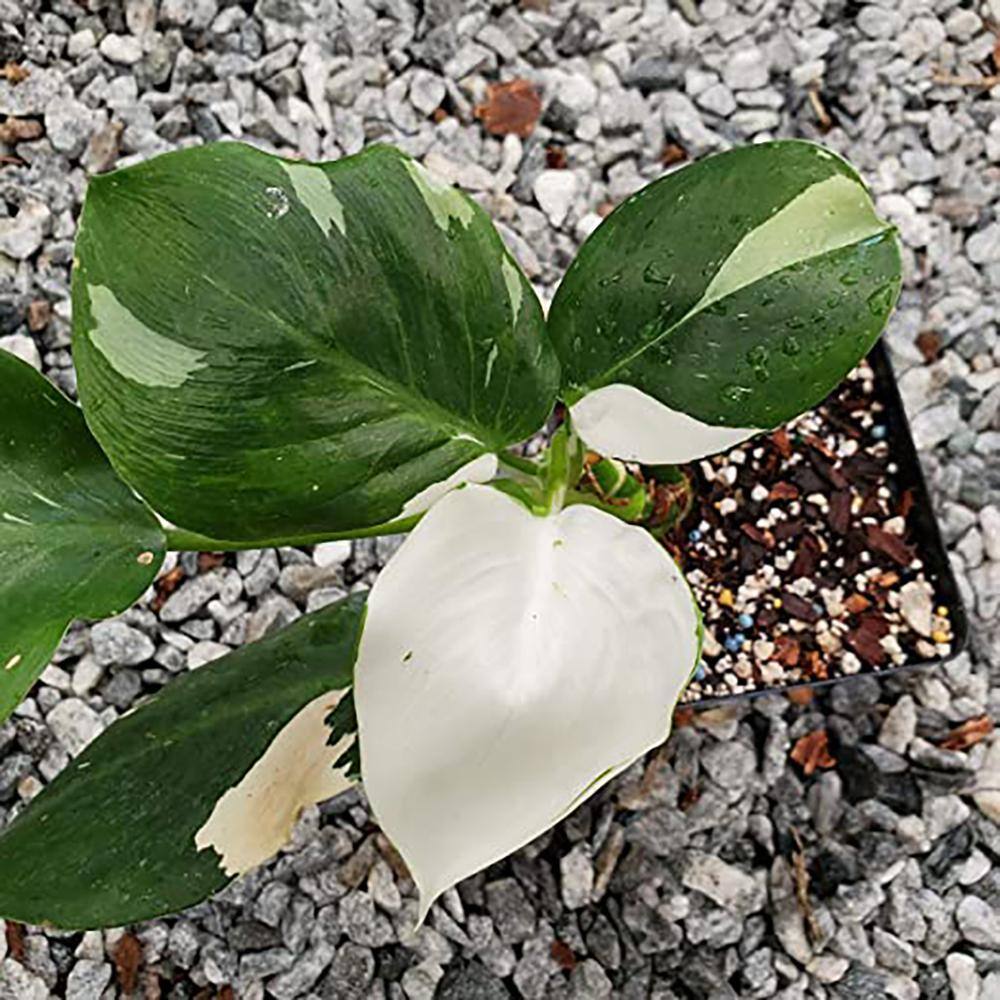 Wekiva Foliage White Knight Philodendron - Live Plant in a 4 Inch Pot - Philodendron Erubescens - Extremely Rare Indoor Houseplant WhiteKnightPhilodendron4