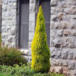 7 Gal. Goldcrest Wilma Dwarf Lemon Cypress Evergreen Tree CYPLEM07G