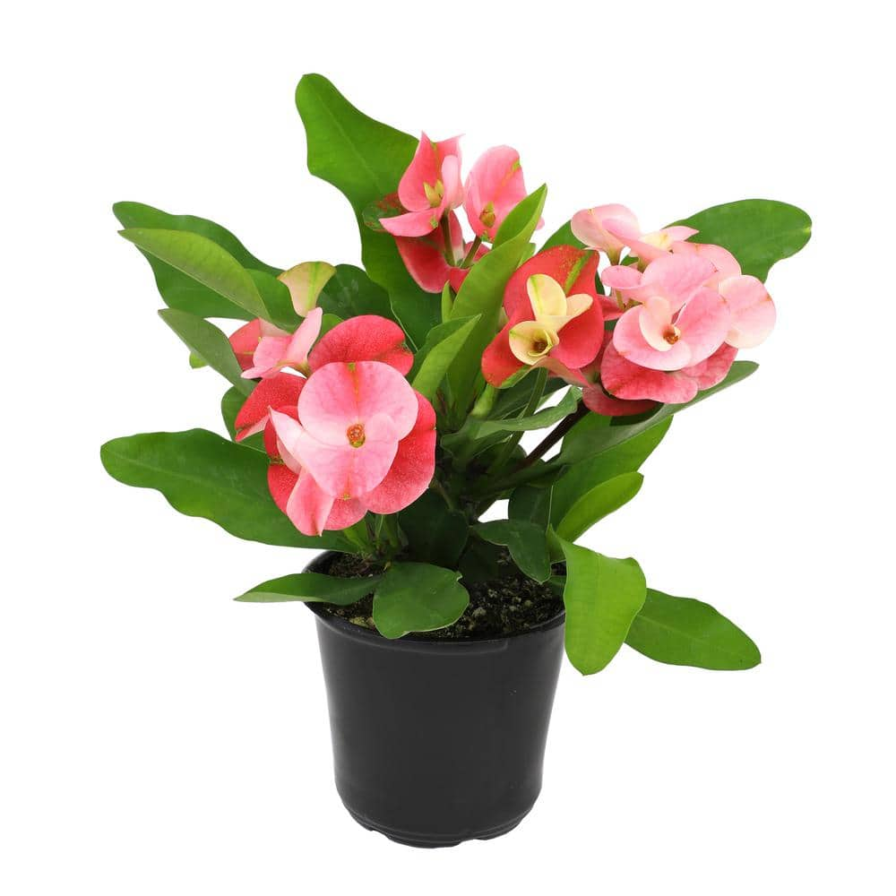 ALTMAN PLANTS 4.25 in. Euphorbia Milii With Pink Flowers Charlotte Variety Crown Of Thorns Single Plant 0872926