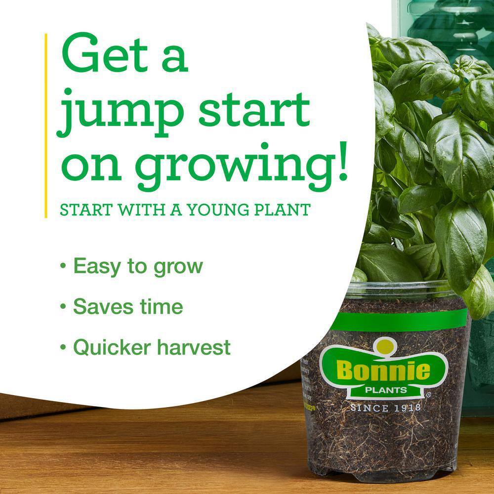 Bonnie Plants 19 oz. Italian Oregano Herb Plant 1003800661