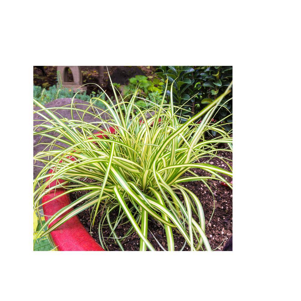 Online Orchards 1 Gal. Evergold Japanese Sedge Grass with Gold and Green Striped Cascading Blades GROR011