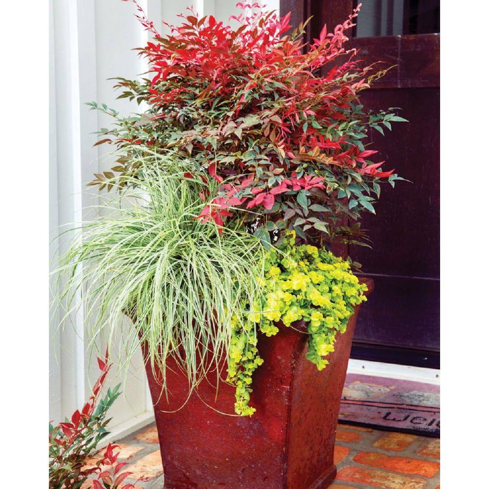 SOUTHERN LIVING 3 Gal. Obsession Nandina Multicolor Live Evergreen Shrub with Red-Green Foliage NANDI3DOB1PK