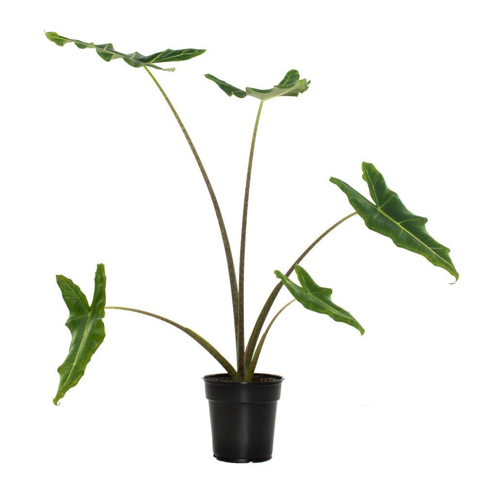 national PLANT NETWORK 6 In Alocasia Sarian Houseplant + in Grower Container