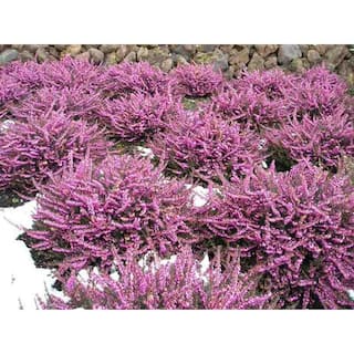 BELL NURSERY 1 Gal. Kramer's Red Winter Heather Live Evergreen Shrub with Magenta-Red Flowers HEATH1RED1PK