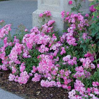 PROVEN WINNERS 2 Gal. Oso Easy Double Pink Rose with True Pink Flowers 16863