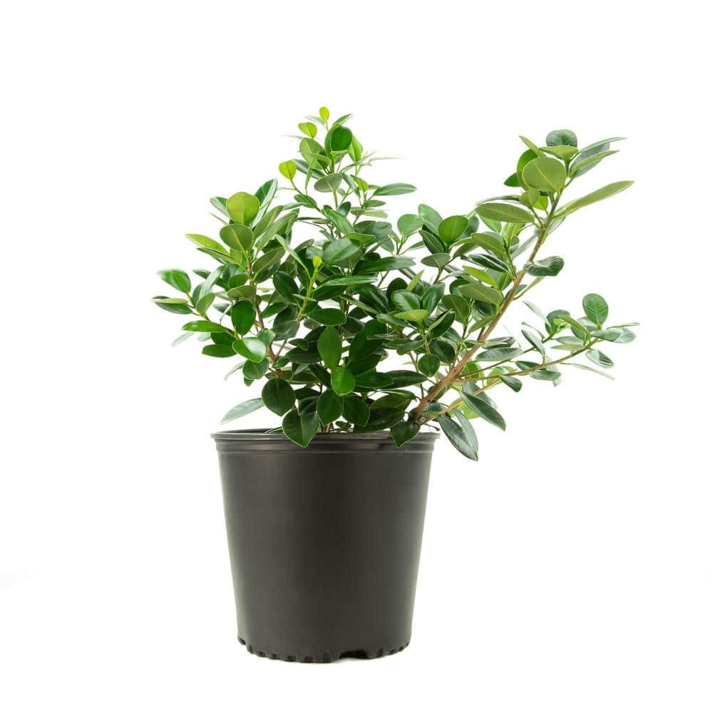 national PLANT NETWORK Green Island Ficus Plant (Ficus) in 10 in. Grower Container (1-Plant) HD7755