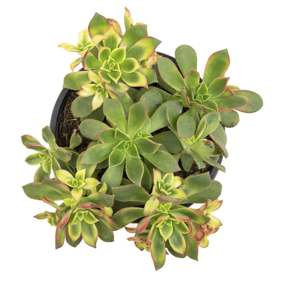 Smart Planet 1 Gal. Aeonium Kiwi Single 0880120