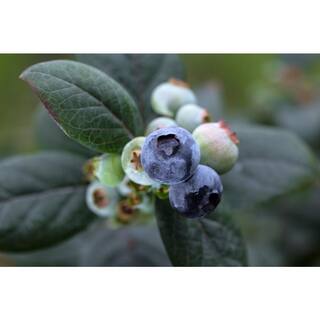 BUSHEL AND BERRY 2 Gal. Bushel and Berry Pink Icing Blueberry Live Plant with Large Robust Flavored Berries O892702