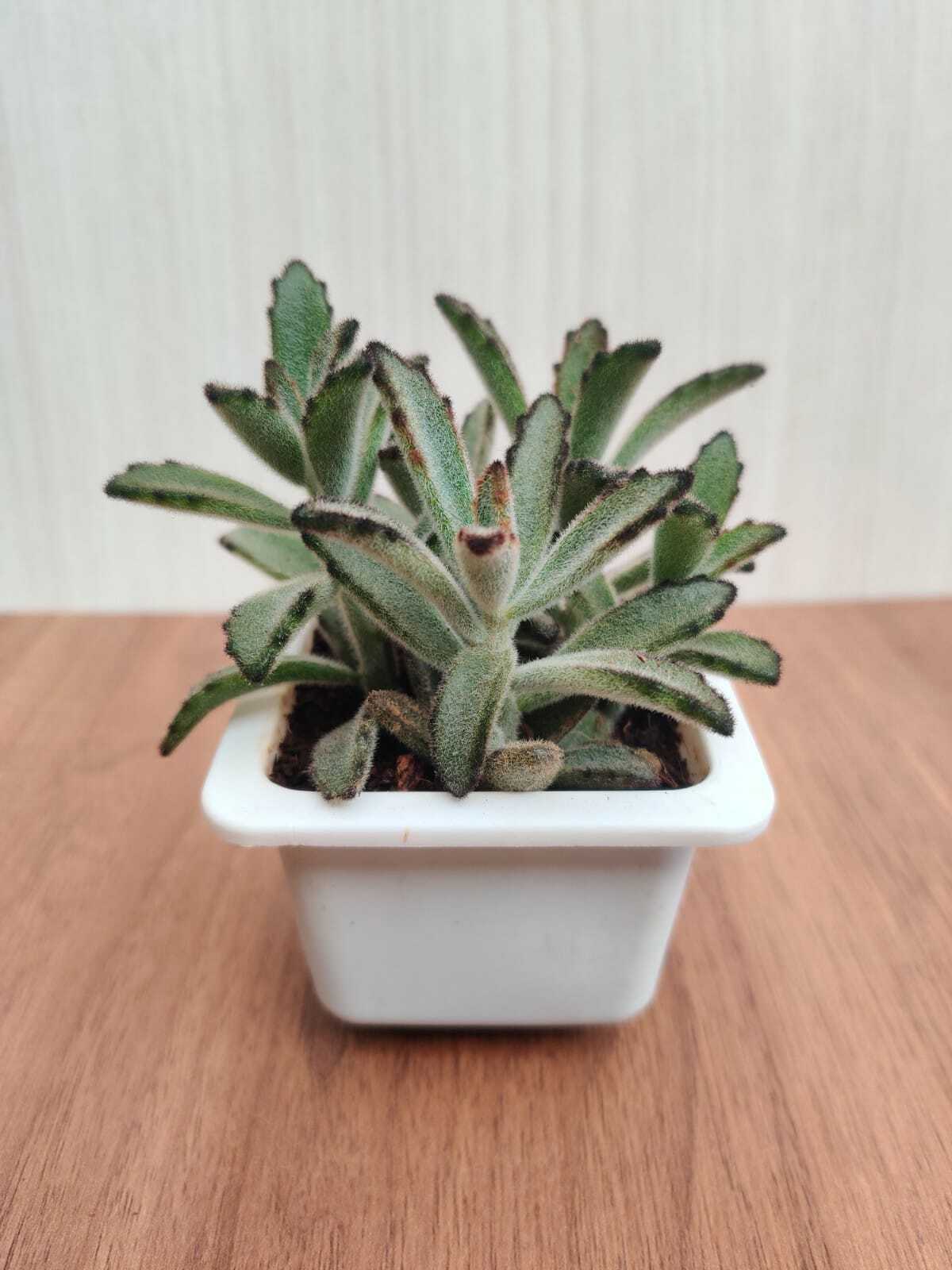 Kalanchoe Tomentosa Nigra Succulent Plant