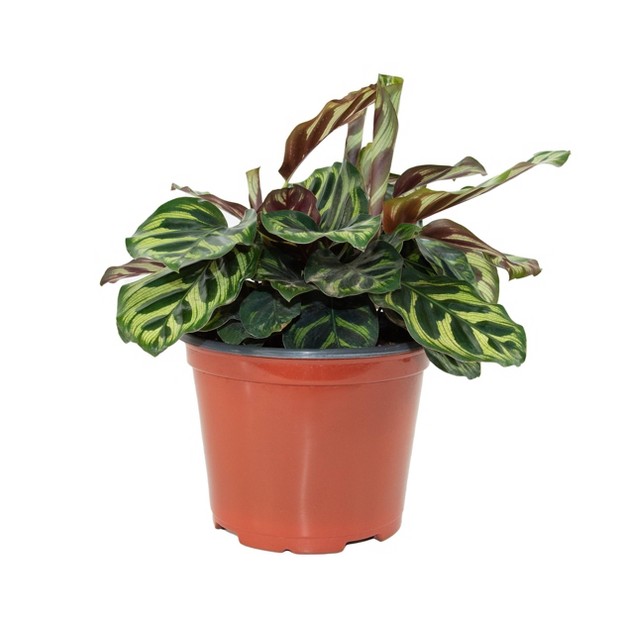 3pk Calathea Makoyana Plant - National Plant Network