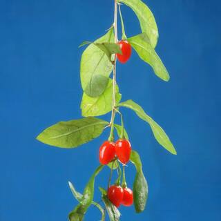national PLANT NETWORK 3 gal. Goji Berry HD1842