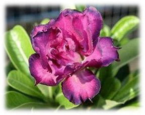 9GreenBox - Desert Rose Double Purple