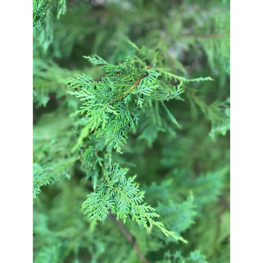 3 Gal. Leyland Cypress Tree CYPLEY03G