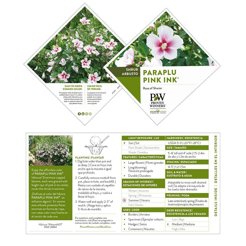 PROVEN WINNERS 2 Gal. Paraplu Pink Ink Rose of Sharon (Hibiscus) Shrub with White and Pink Flowers 16612