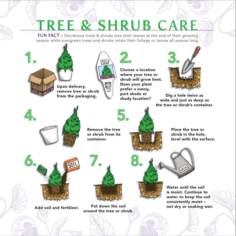 SOUTHERN LIVING 3 Gal. Lucky Charm Boxwood (Buxus microphylla) Live Evergreen Shrub with Dark Green Foliage (1-Pack) BUXUS3HLC1PK