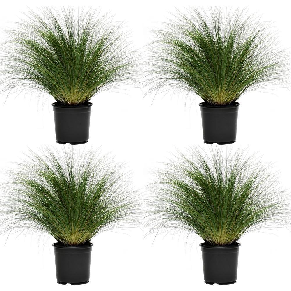 Perennial Grass Stipa Pony Tails 2.5 qt. (4-Pack) 1468