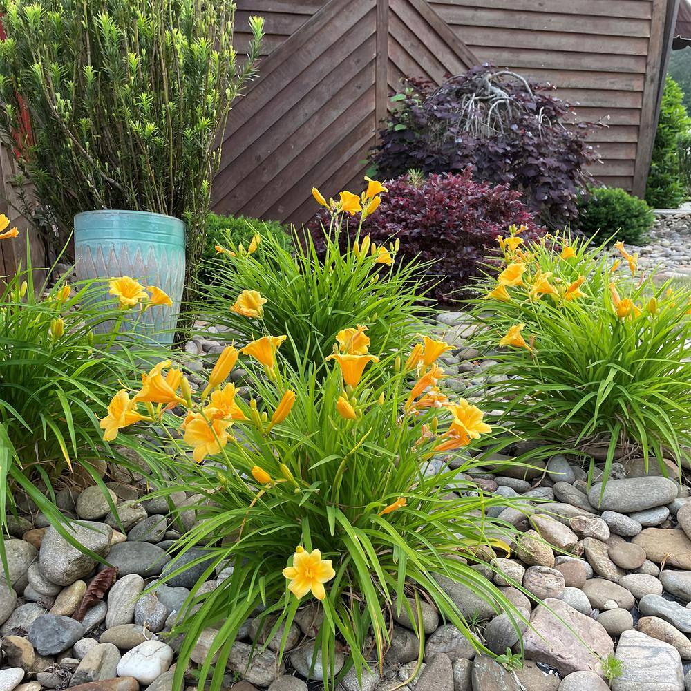 SOUTHERN LIVING 1 Gal. Evergreen Stella Daylily with Large Yellow Flowers 15030