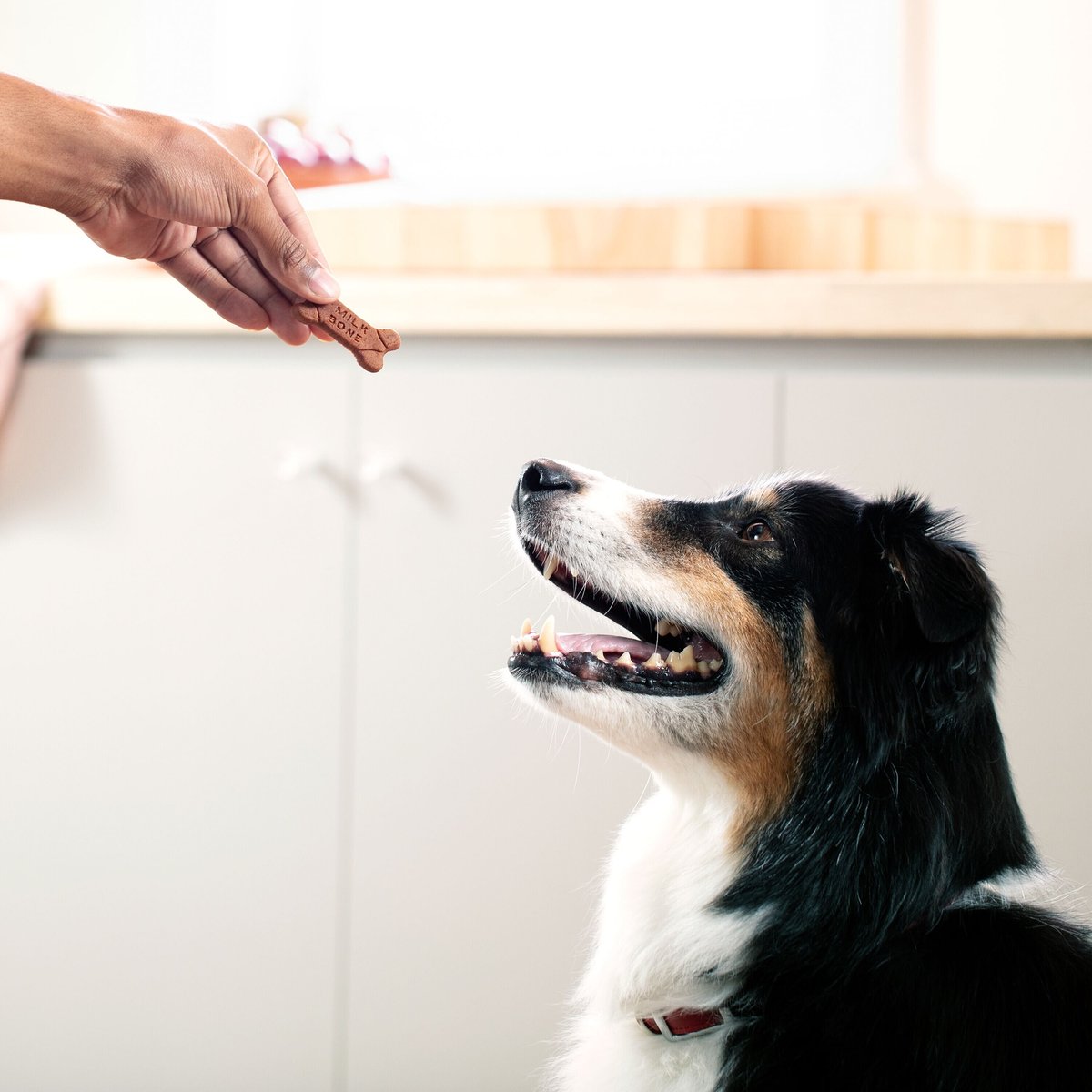 Milk-Bone Soft and Chewy Chicken Recipe Dog Treats