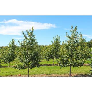 Online Orchards Ambrosia Apple Bare Root Tree FTAP014