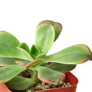 Succulent Variety Plant in 2 in. Grower Pot (2-Pack) 2_SUCC_VARIETY_2PK