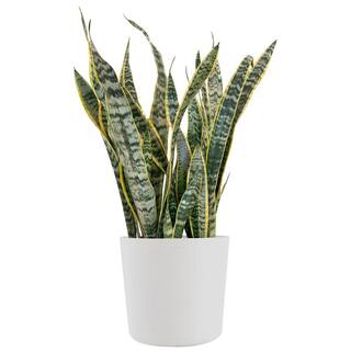 United Nursery Sansevieria Laurentii Live Indoor Outdoor Plant in 10 inch Premium Ecopots Pure White SLAURENTII10PW