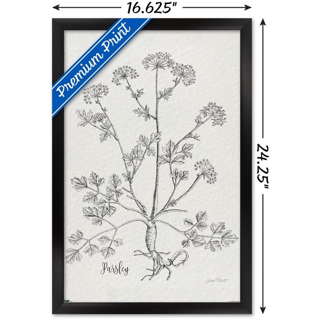 Trends International Jean Plout Botanical Studies On Paper Parsley Framed Wall Poster Prints