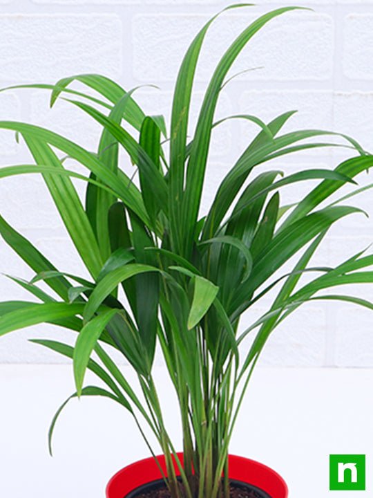 Areca Palm (Small) - Plant