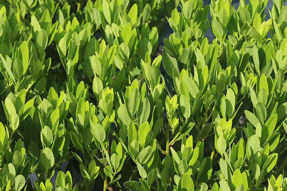 3 Gal. Ocala Anise - Dense Southern Privacy Hedge Plant Adapt To Sun and Shade