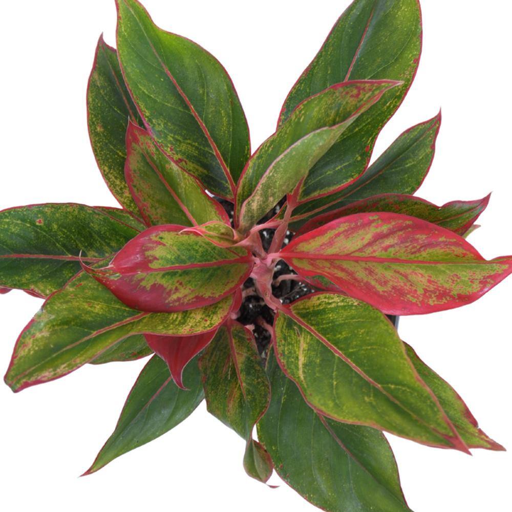 United Nursery Aglaonema Sapphire Suzanne Live Plant in 6 inch Grower Pot 27148