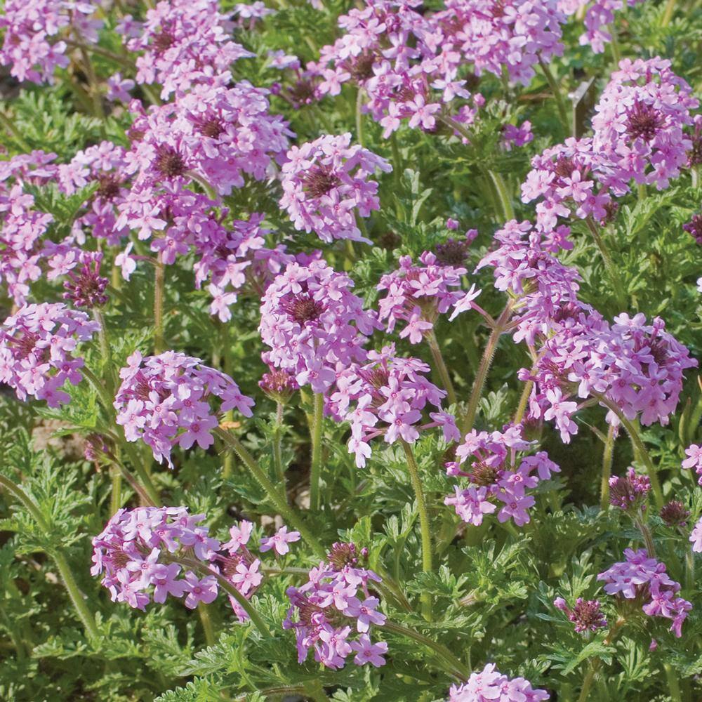 METROLINA GREENHOUSES 2. 5 Qt. Homestead Purple Vervain Plant 2052