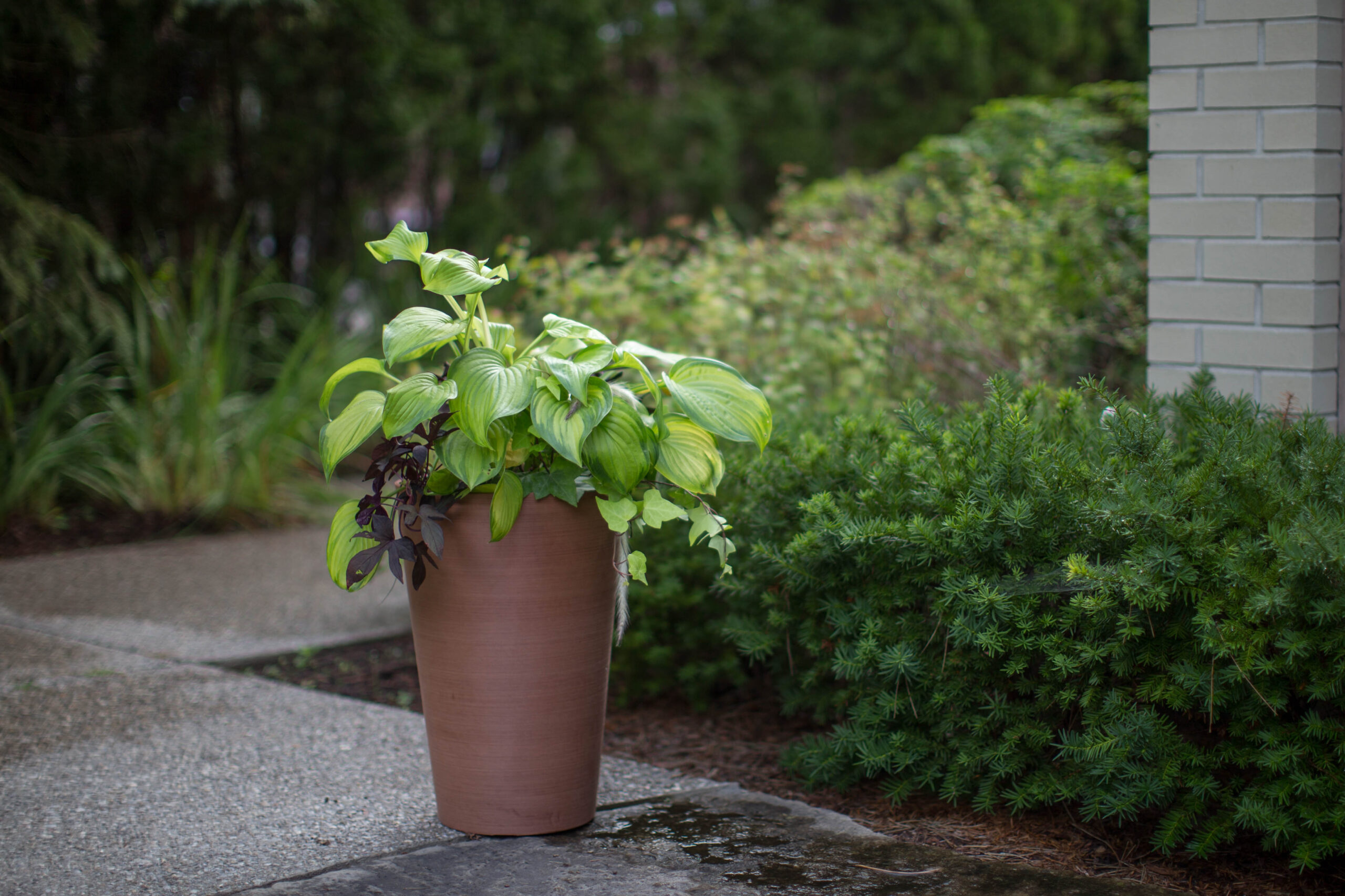 Algreen Valencia Planter， Round Taper Planter with Elevated Plant Shelf， 16-In.by 24-In.， Spun Terracotta