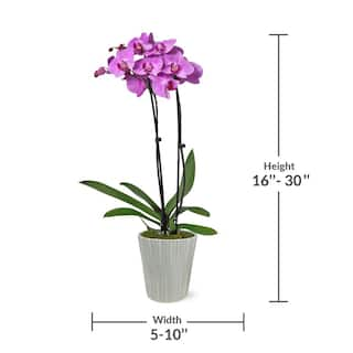 Just Add Ice Premium Orchid (Phalaenopsis) Pink Plant in 5 in. Grey Ceramic Pottery J5008