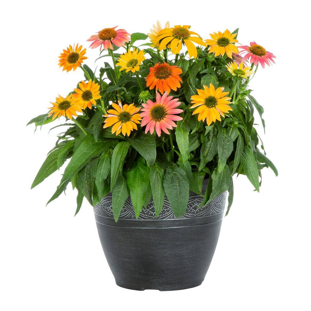 METROLINA GREENHOUSES 2.2 Gal. Cheyenne Spirit Cone Flower Planter Perennial Plant 58026