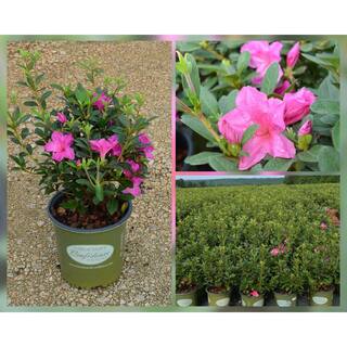 Vigoro 2 Gal. Augusta Echo Azalea Shrub with Bright Pink Reblooming Flowers 10159