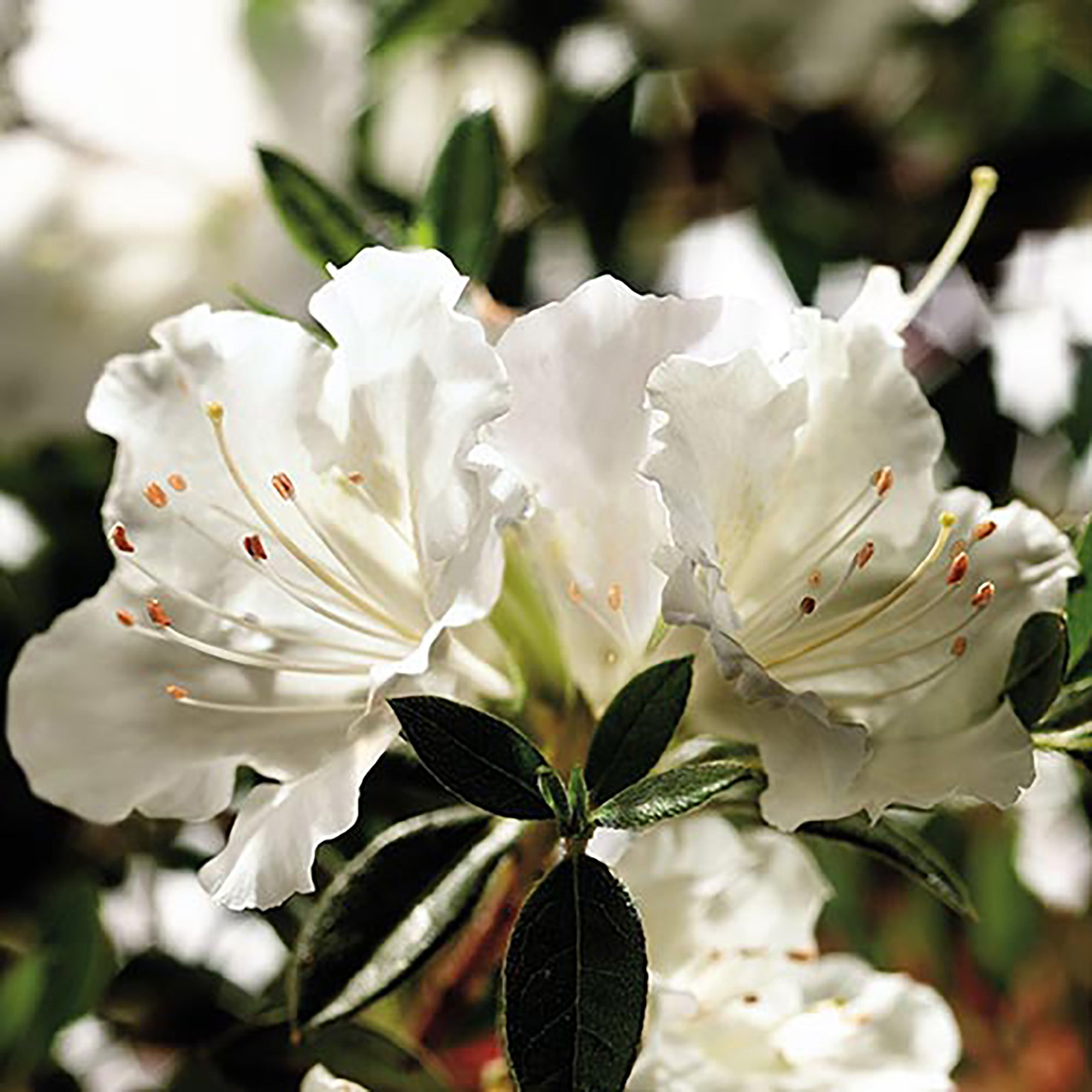 Encore Azalea Autumn Angel Live Shrub