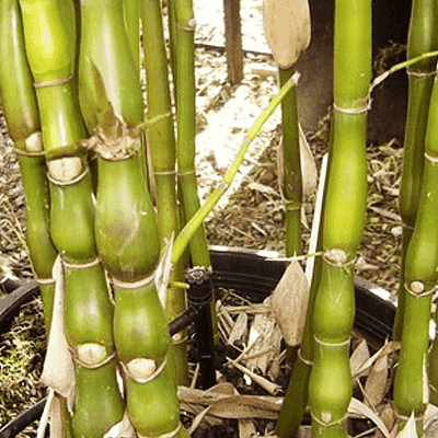 Bambusa Ventricosa, Buddha Belly Bamboo - Plant