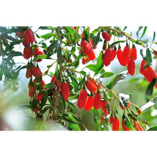 2 ft. Goji Berry Tree with Nutrient Rich Low Maintenance Fruit FTGJ001