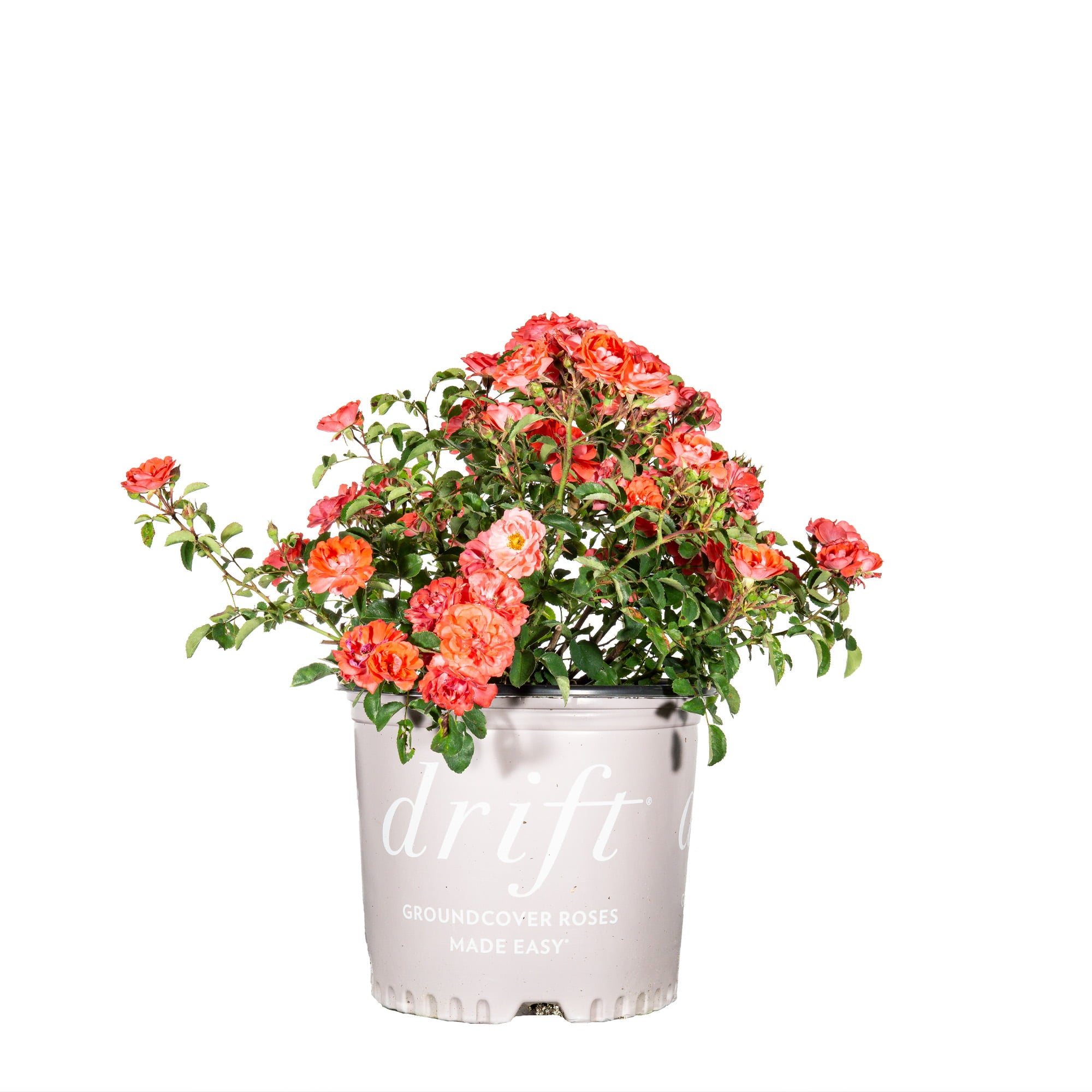 1 Gal. Coral Drift Rose Bush - Showy Vibrant Blooms