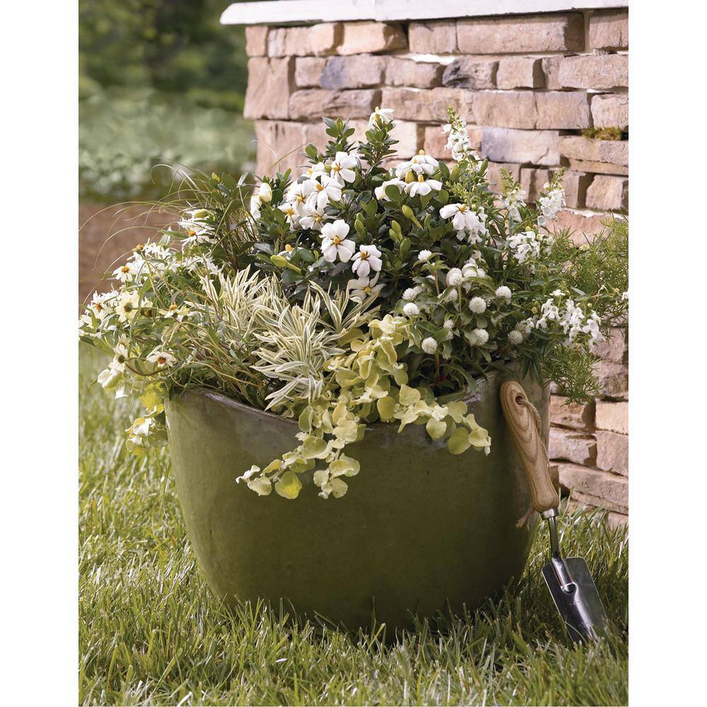 Vigoro 2 Gal. Echo Heaven Scent Gardenia Live Evergreen Shrub Boxwood-Like Dense Small Leaves White Fragrant Blooms 11013