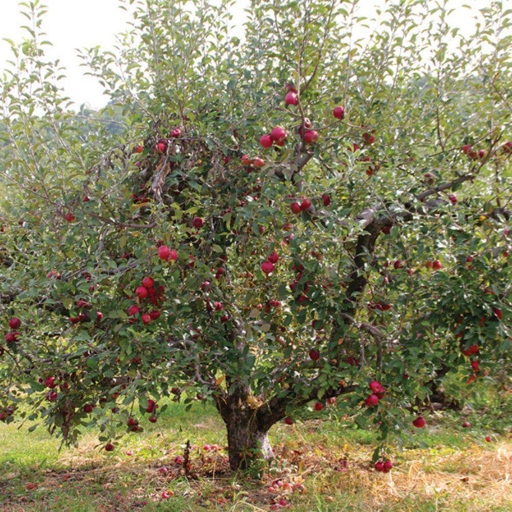 5 Gal. Johnny Appleseed Apple Tree APPJOH05G