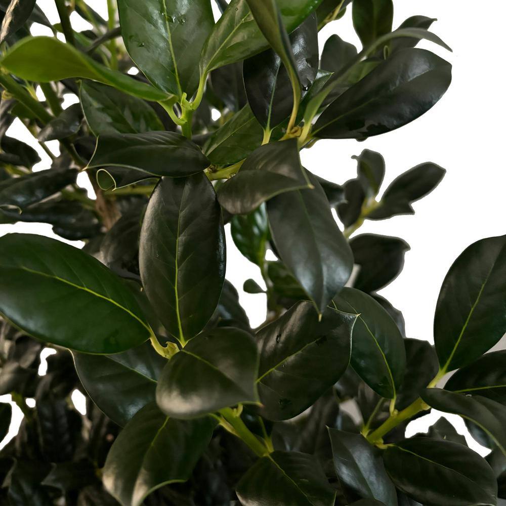 7 Gal. Nellie R. Stevens Holly Shrub with Dark Green Foliage 15820