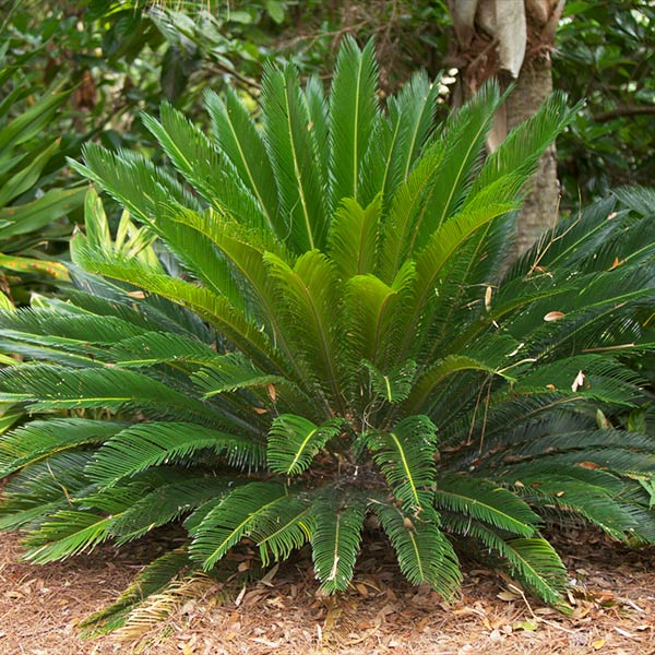 Sago Palm Tree