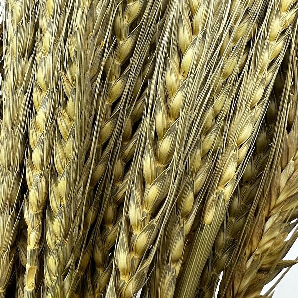 Bundle of 4 Dried wheat，50 pcs，24 long