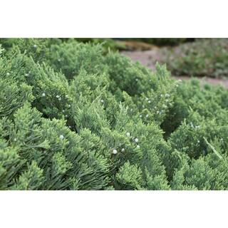 national PLANT NETWORK 2.25 Gal. Parsonii Juniper Plant HD7481