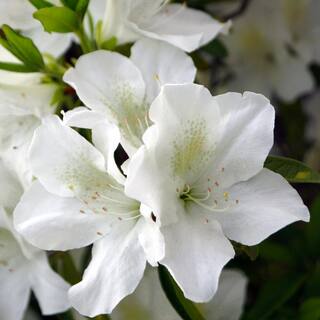 national PLANT NETWORK 2.25 Gal. Azalea Mrs. G.G. Gerbing Flowering Shrub with White Blooms HD7017