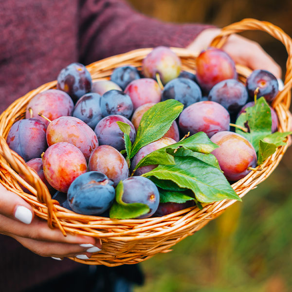 5-in-1 Plum Tree