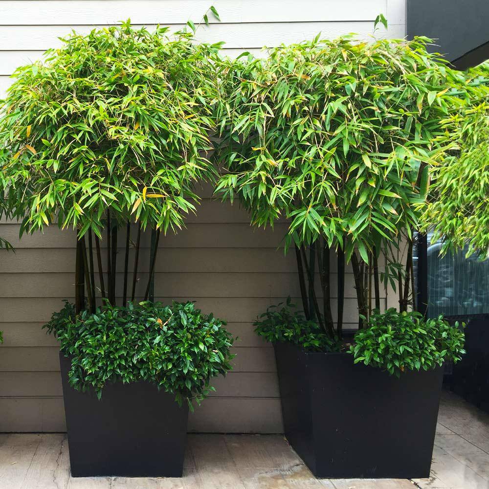 Brighter Blooms 3 Gal. Black Bamboo Tree BAM-BLA-34-3